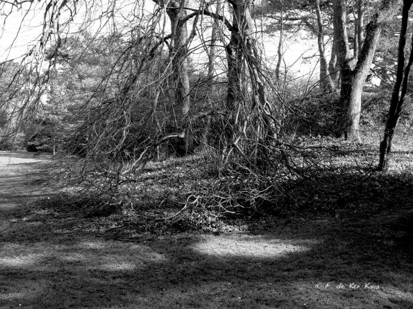 Bois des Moutiers (144) mars 2012